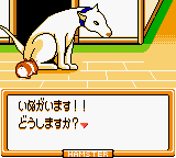 Игра Hamster Paradise 3