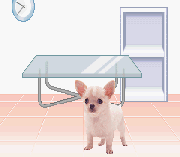 Pocket Dogs