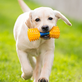 Игра Nintendogs: Labrador & Friends
