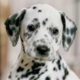 Игра Nintendogs: Dalmatians & Friends